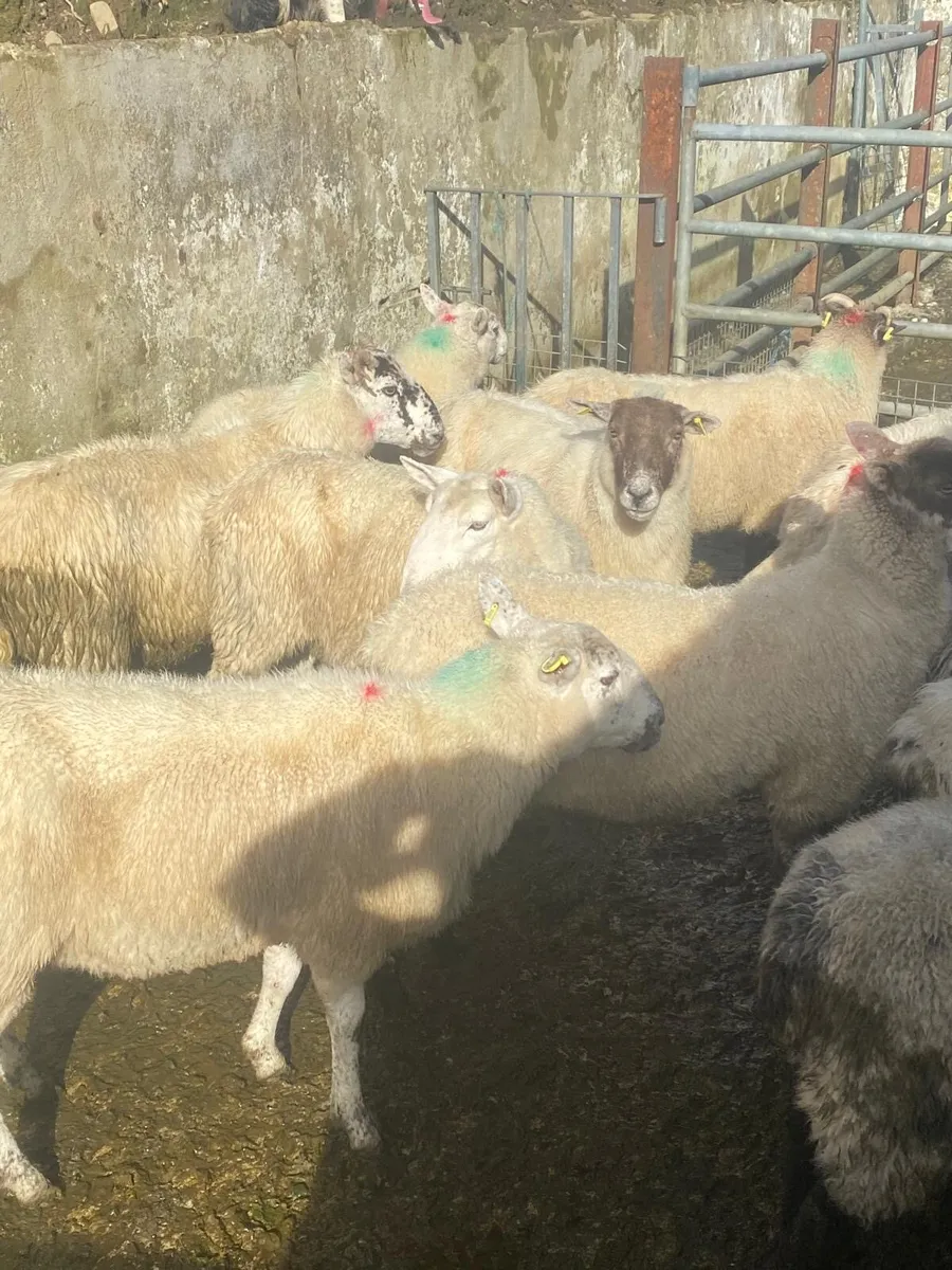 16 ewes - Image 4