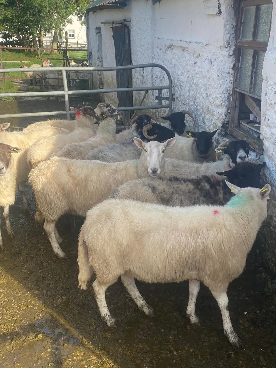 16 ewes - Image 2