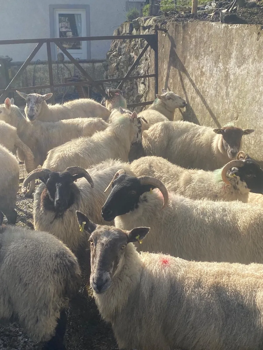 16 ewes - Image 1