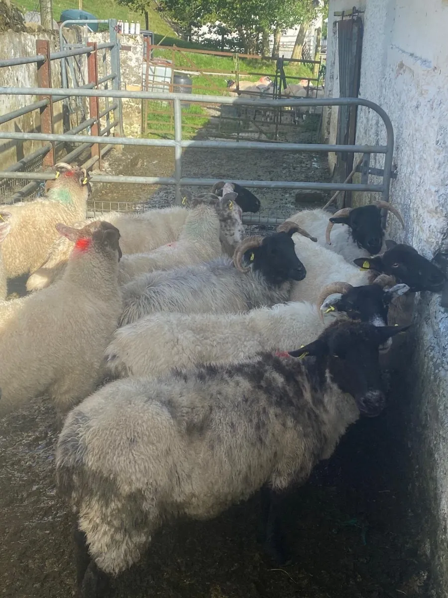 16 ewes - Image 3
