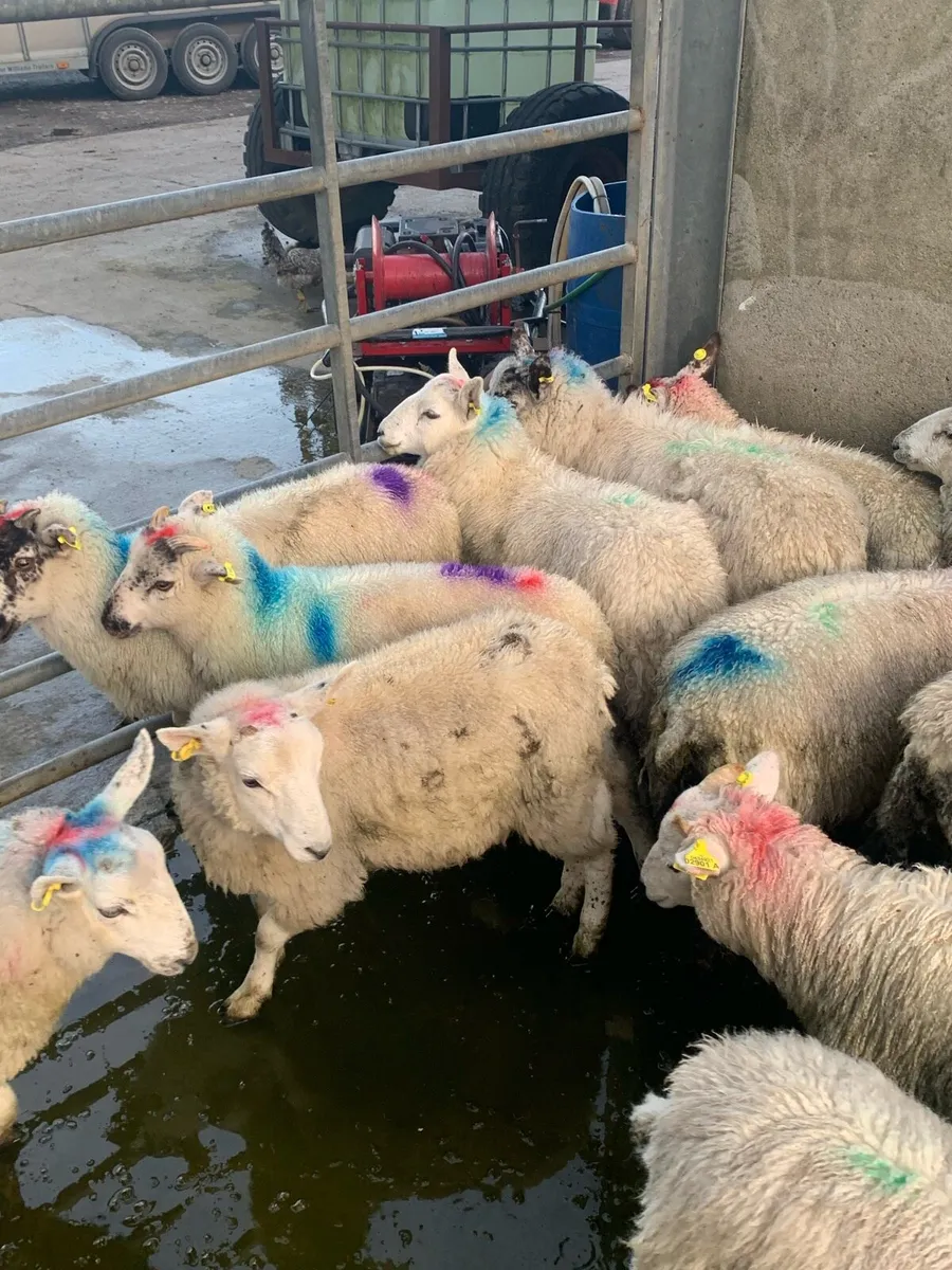✅Store lambs✅ - Image 2