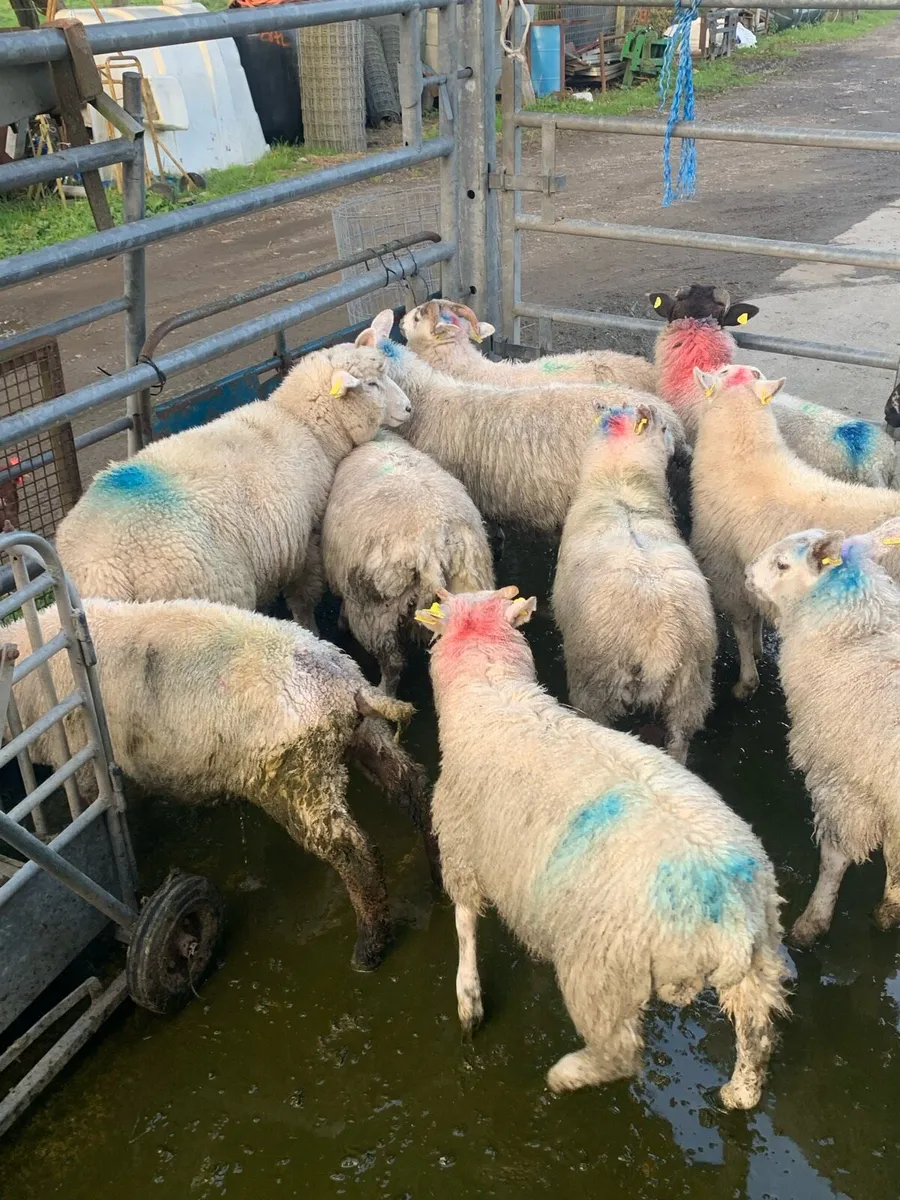 ✅Store lambs✅ - Image 3