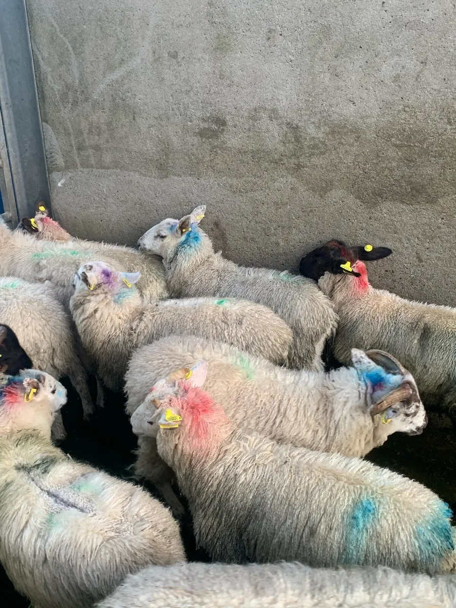 ✅Store lambs✅ - Image 4