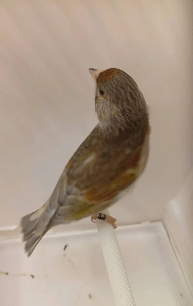 Canaries and their crosses - Image 1