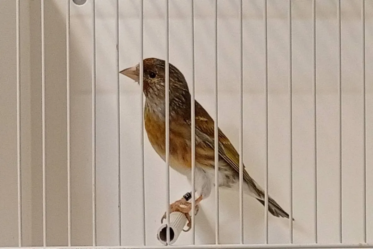 Canaries and their crosses - Image 2