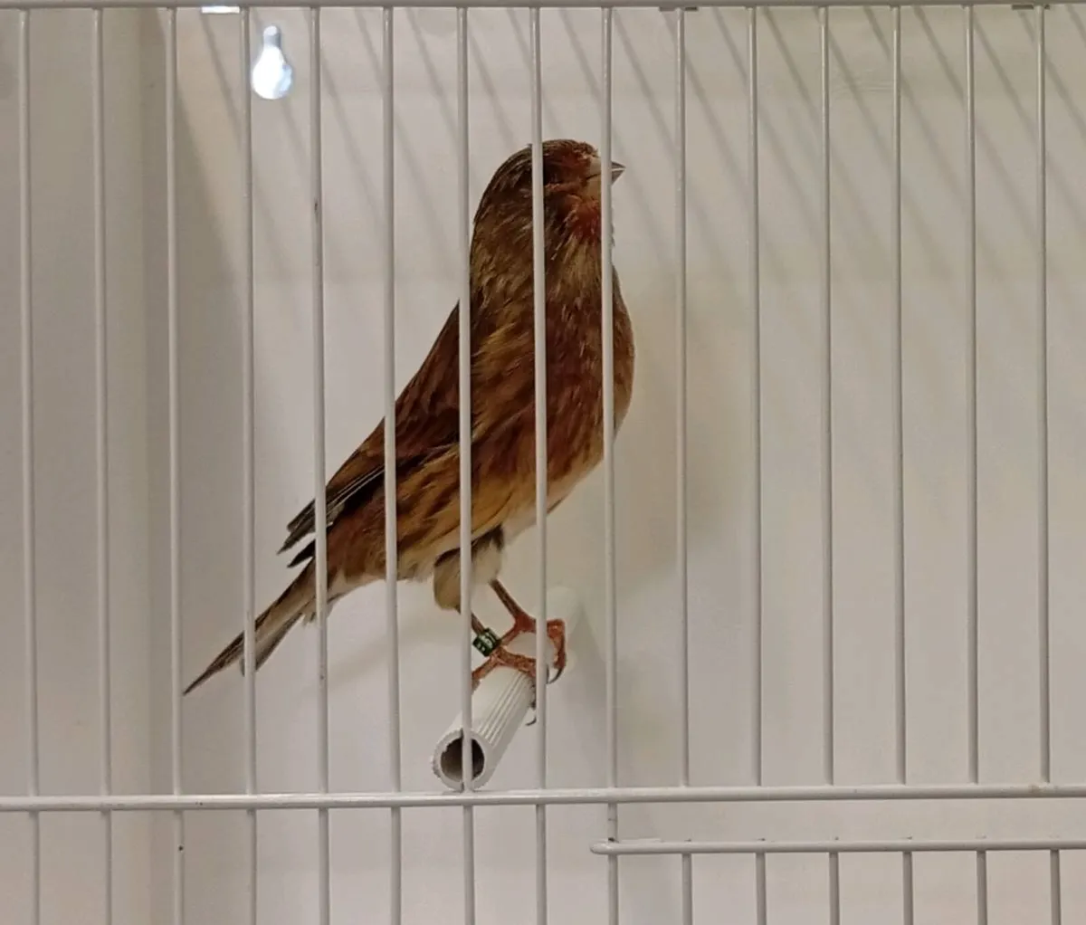 Canaries and their crosses - Image 3