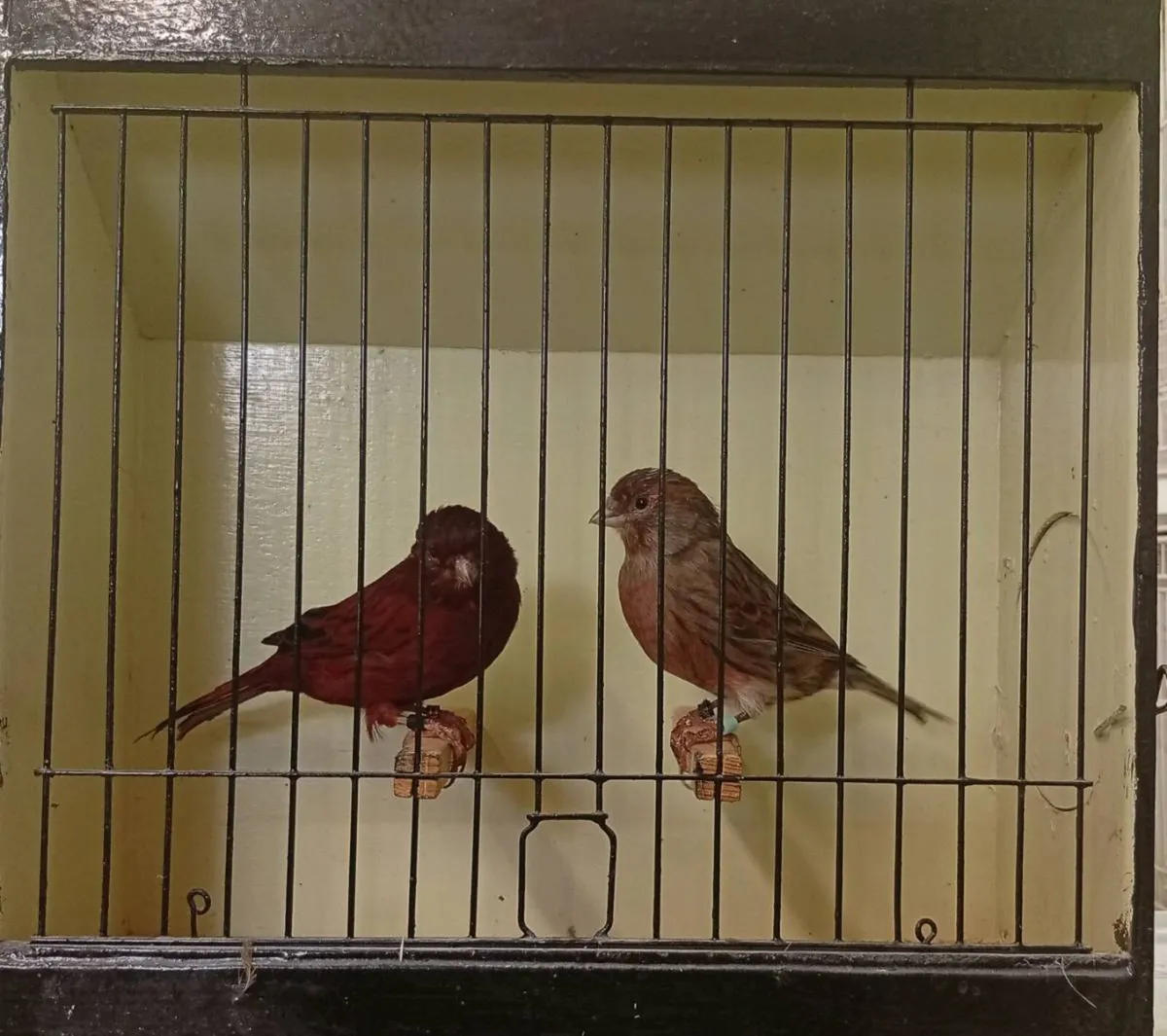 Canaries and their crosses - Image 4