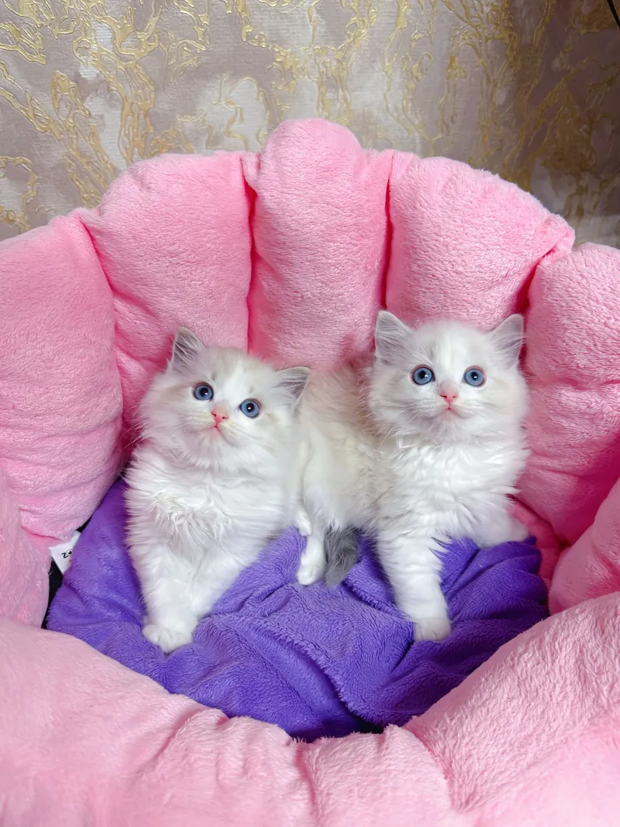 Purebred Ragdoll kittens for sale TICA Registered - Image 1