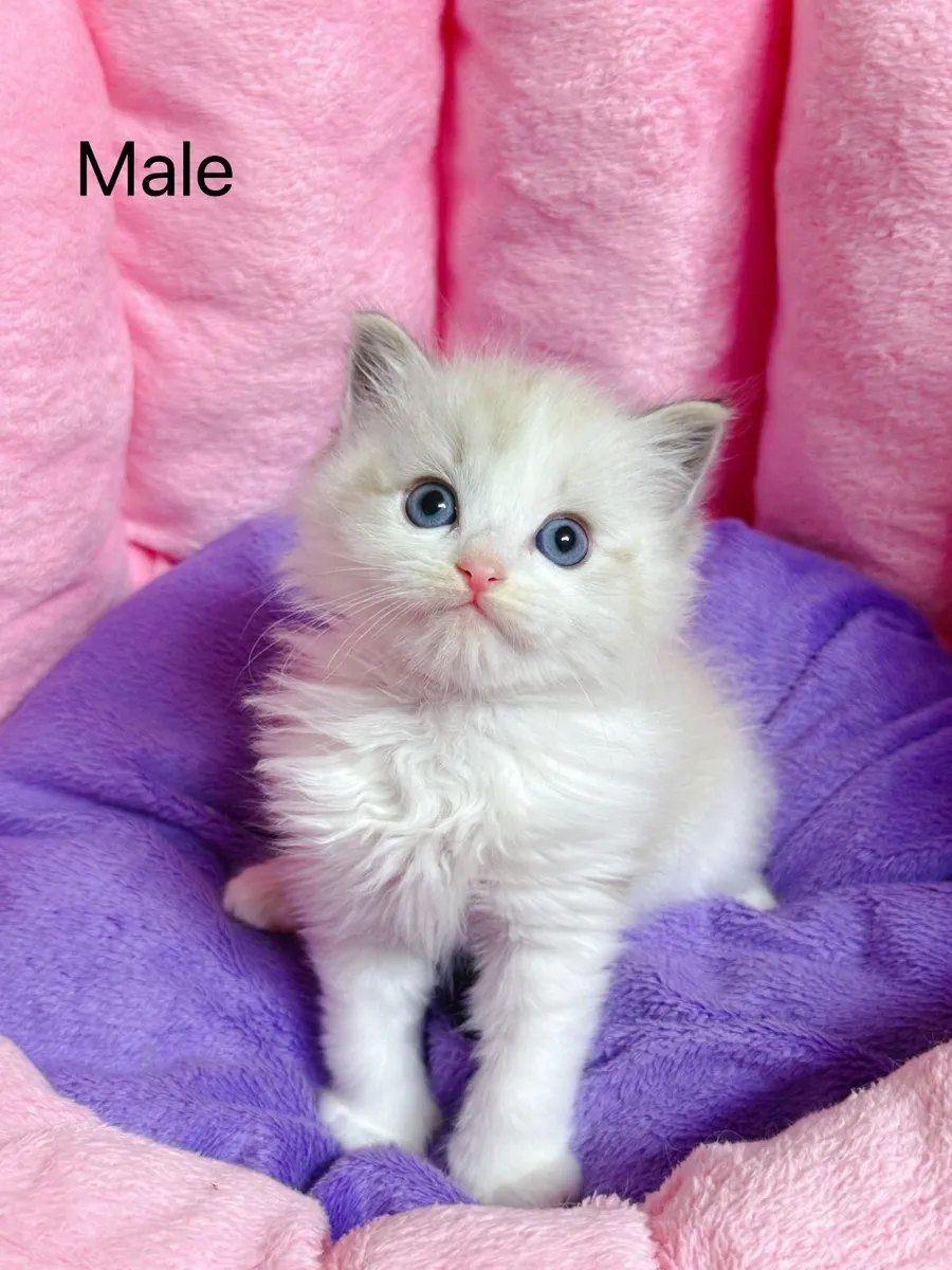 Purebred Ragdoll kittens for sale TICA Registered - Image 2