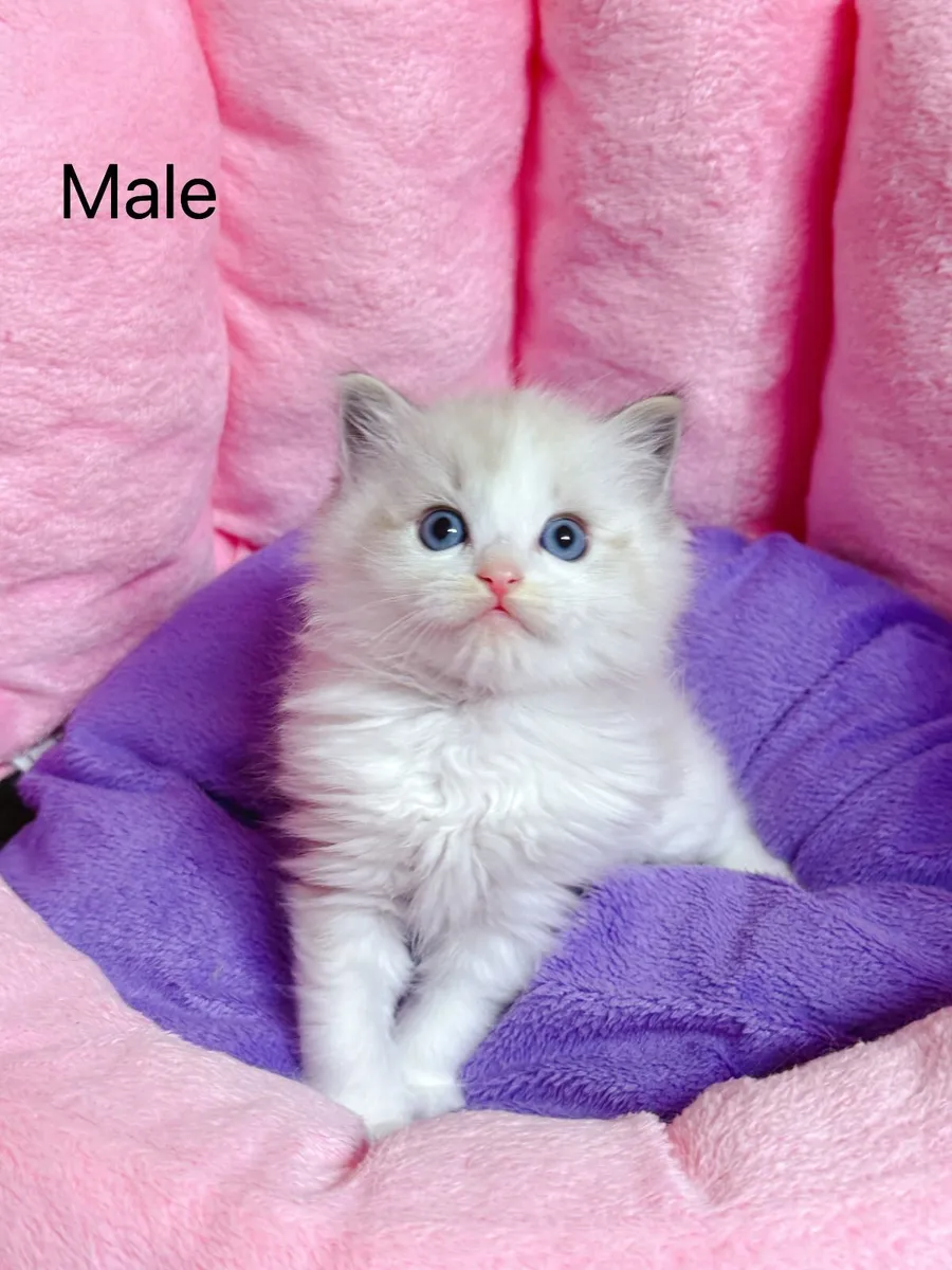 Purebred Ragdoll kittens for sale TICA Registered - Image 3
