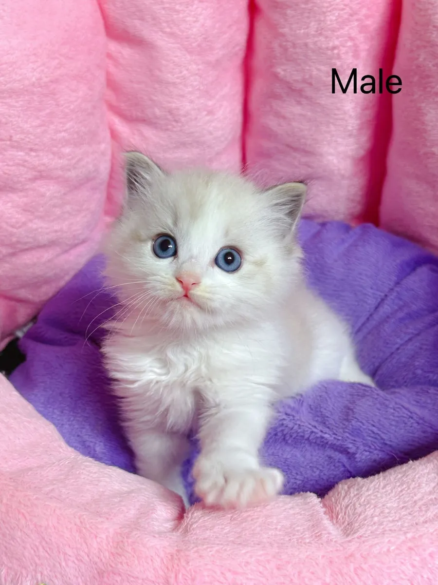 Purebred Ragdoll kittens for sale TICA Registered - Image 4