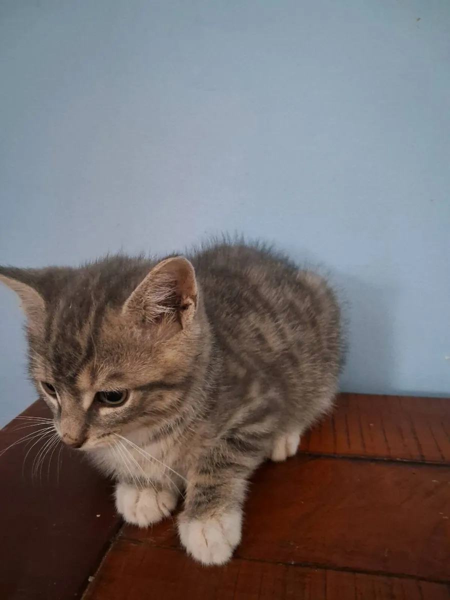 Kittens - Image 2