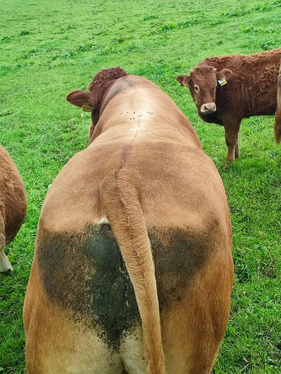 Limousine Bull - Image 2