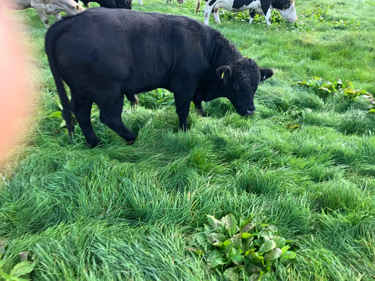 Cattle - Image 1
