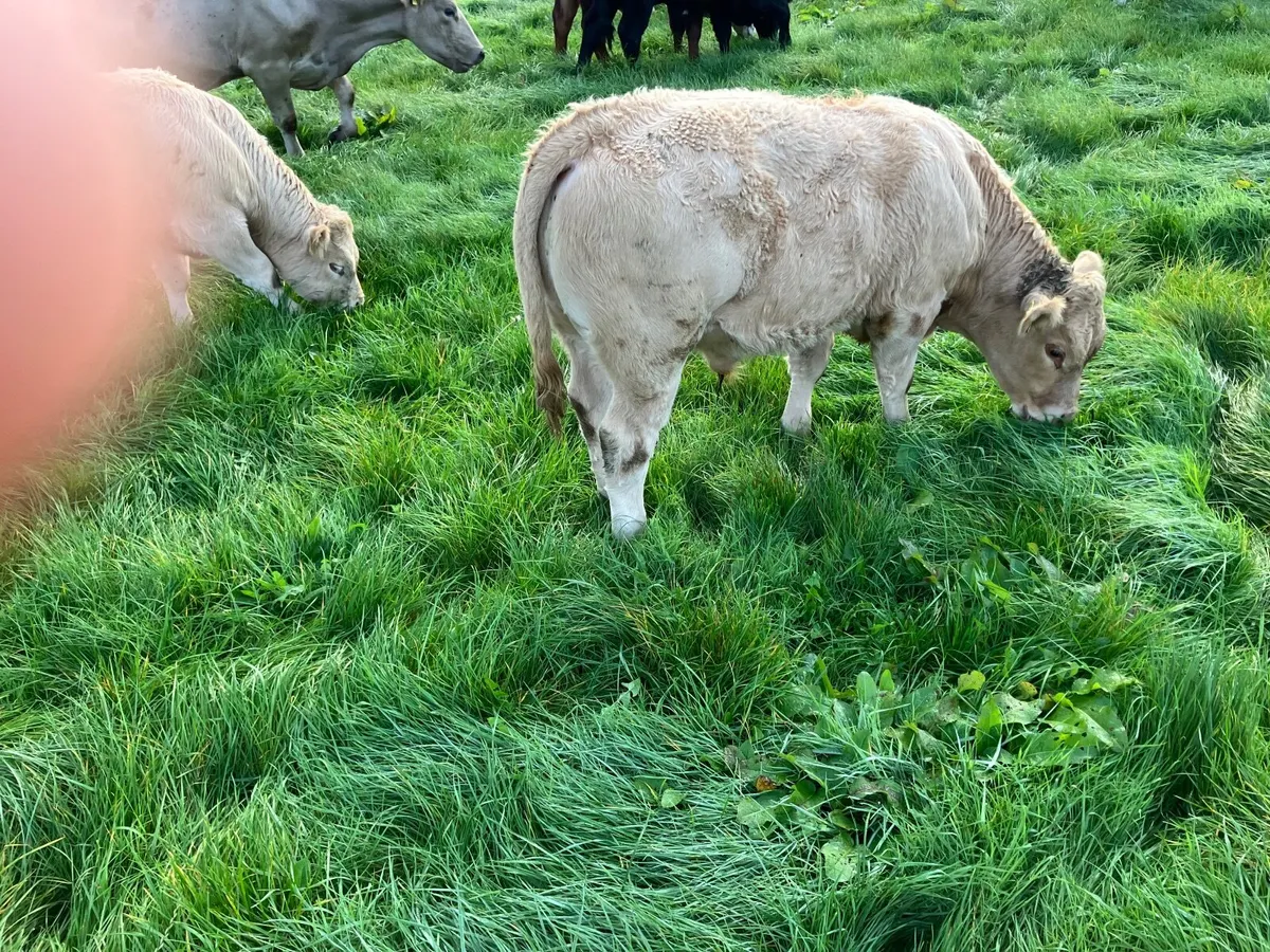 Cattle - Image 2