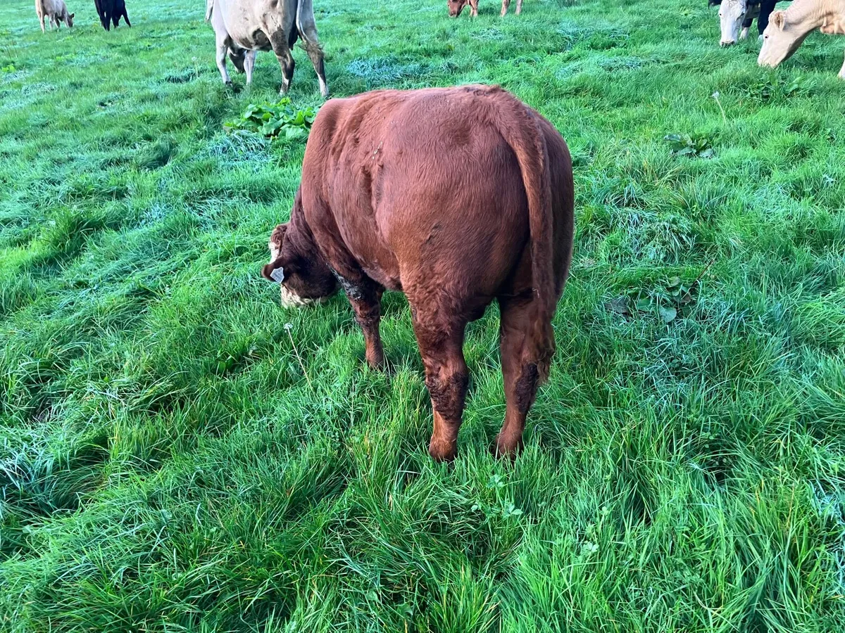 Cattle - Image 3