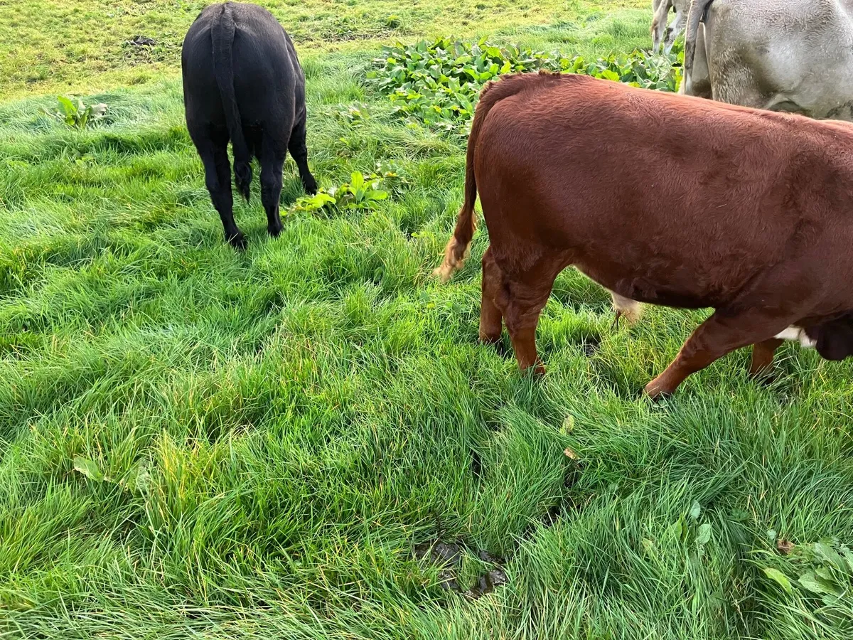 Cattle - Image 4