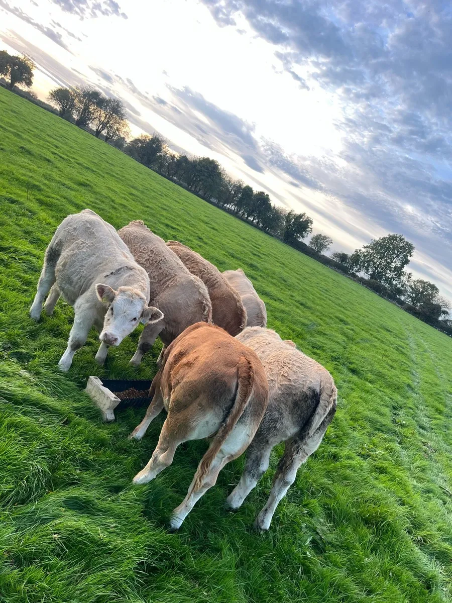 Weanling Heifers Roscommon Mart Tuesday Oct 6th - Image 1