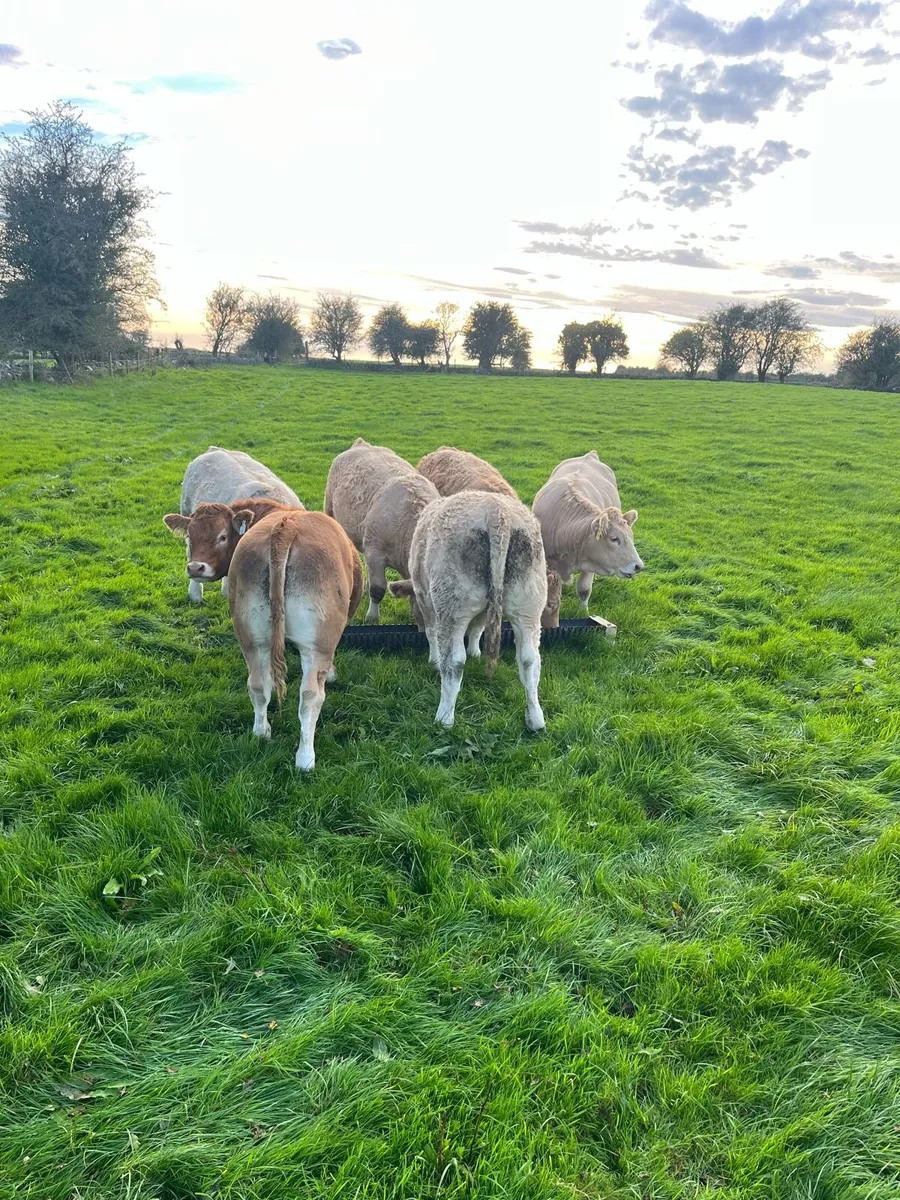Weanling Heifers Roscommon Mart Tuesday Oct 6th - Image 2