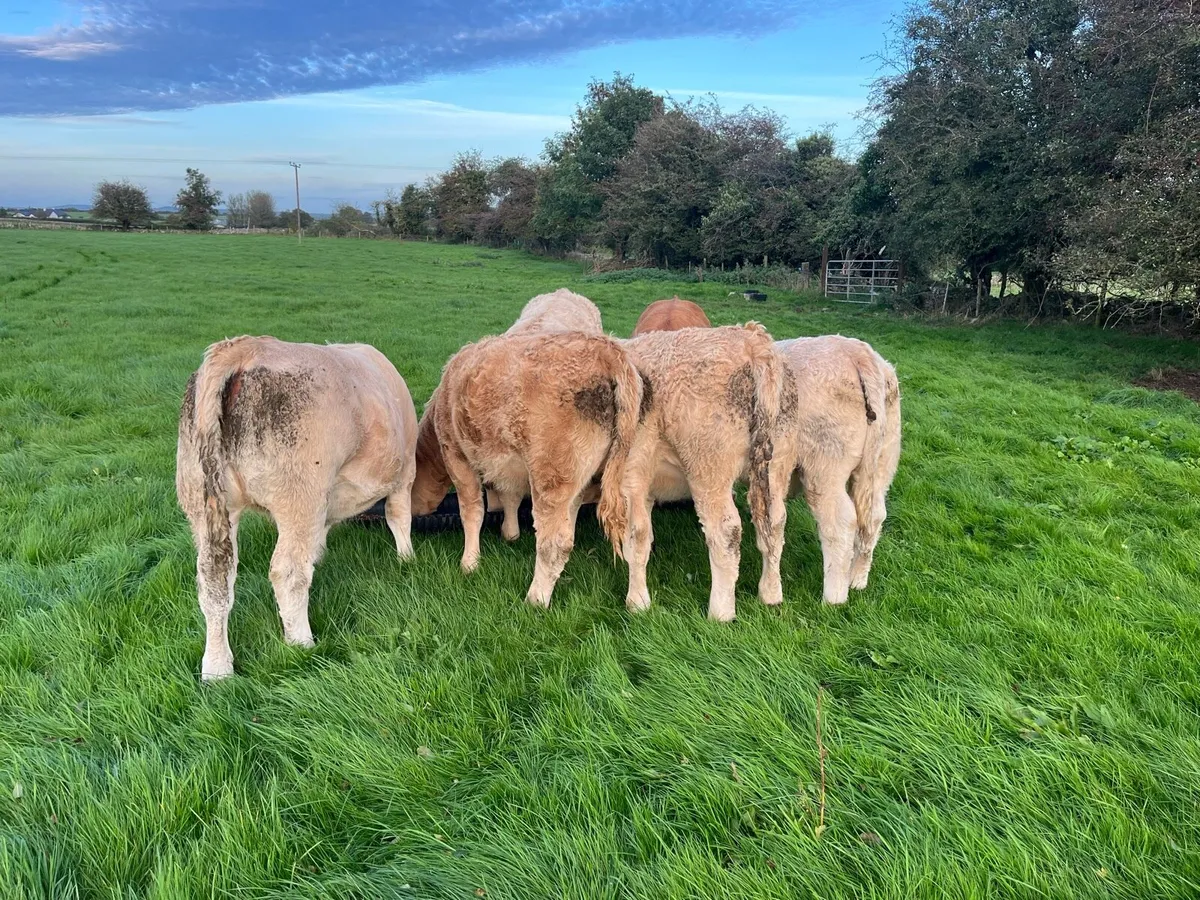 Weanling Heifers Roscommon Mart Tuesday Oct 6th - Image 3
