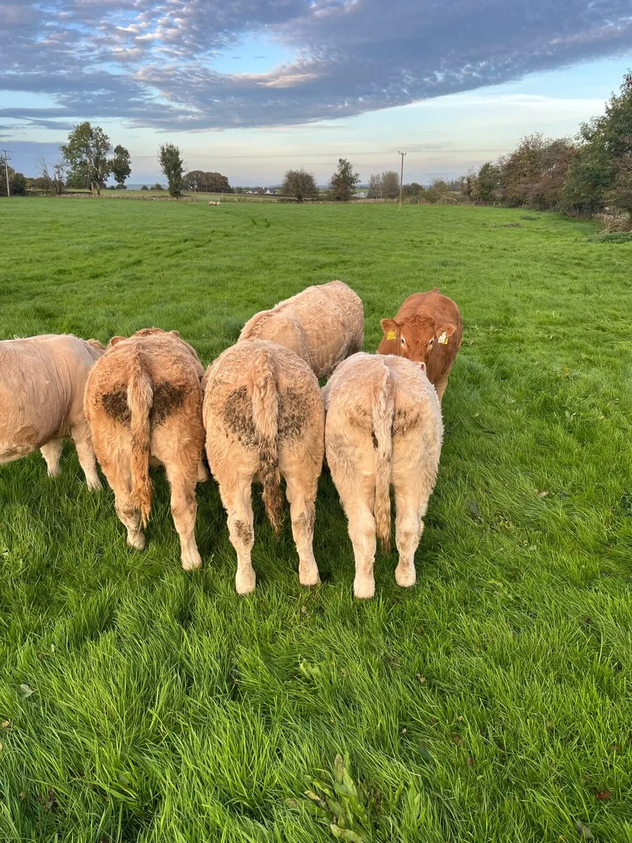 Weanling Heifers Roscommon Mart Tuesday Oct 6th - Image 4