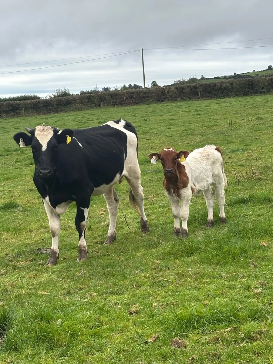 ❌Belgian Blue CALVED HEIFER ❌ - Image 1