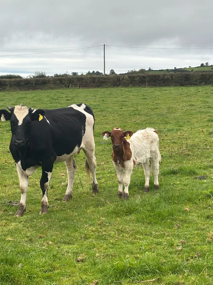 ❌Belgian Blue CALVED HEIFER ❌ - Image 2