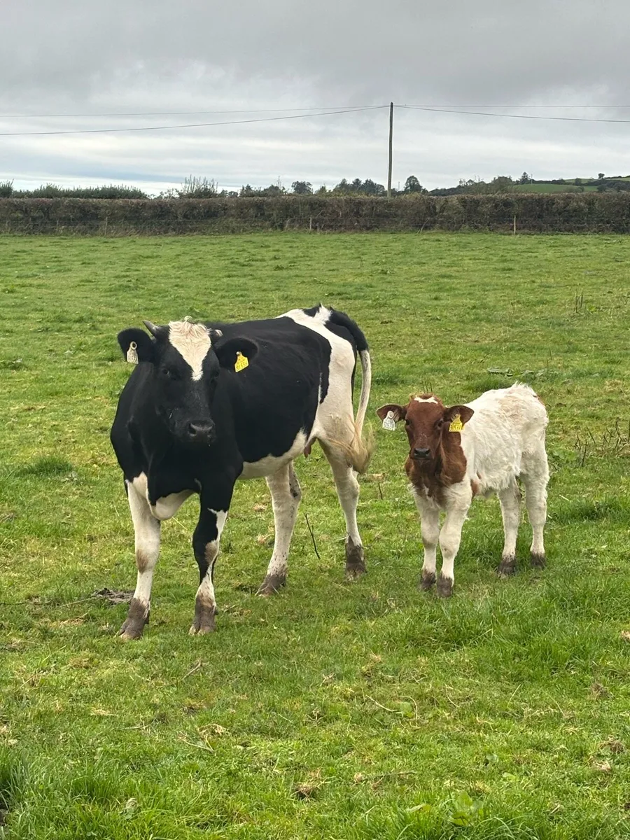 ❌Belgian Blue CALVED HEIFER ❌ - Image 3