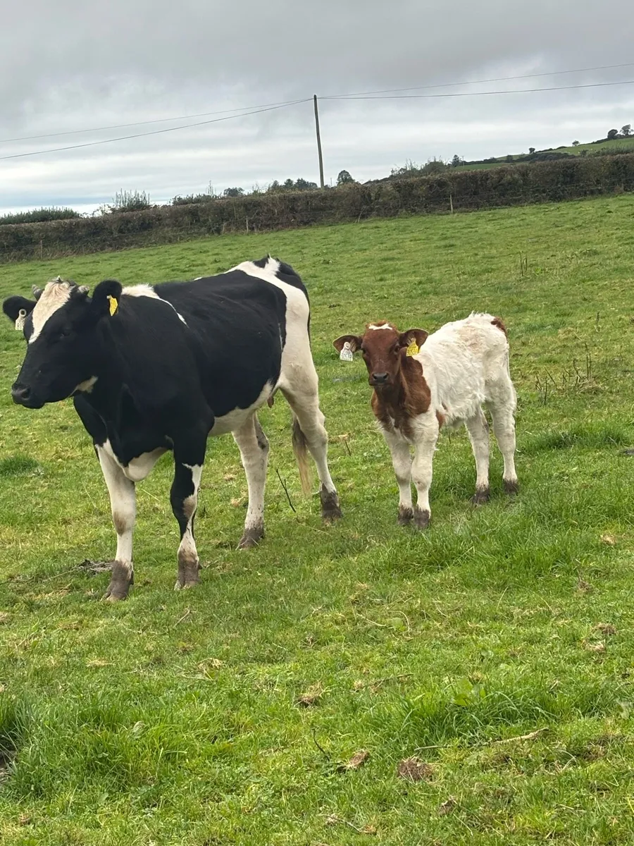 ❌Belgian Blue CALVED HEIFER ❌ - Image 4