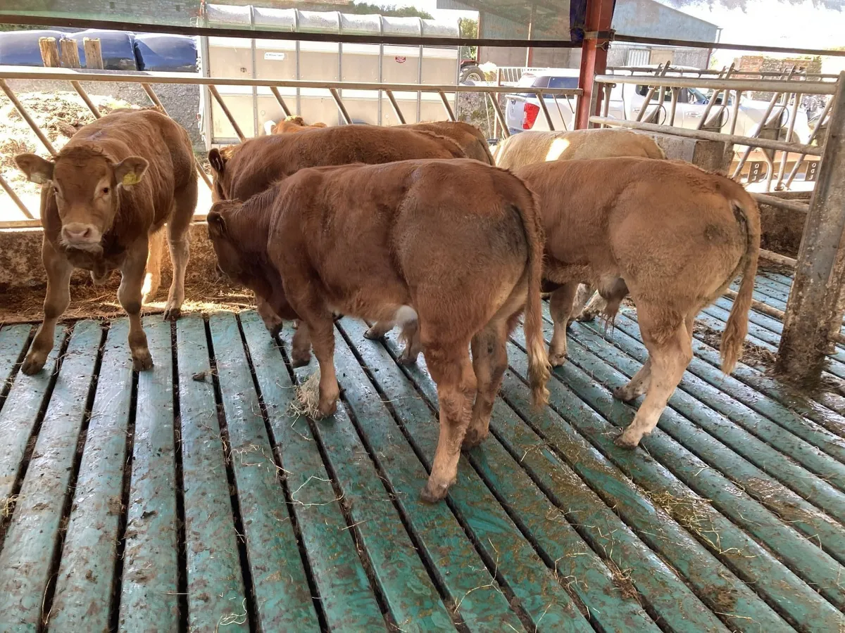 limousin bull weanlings - Image 4