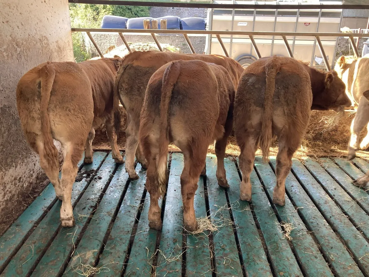 limousin bull weanlings - Image 3