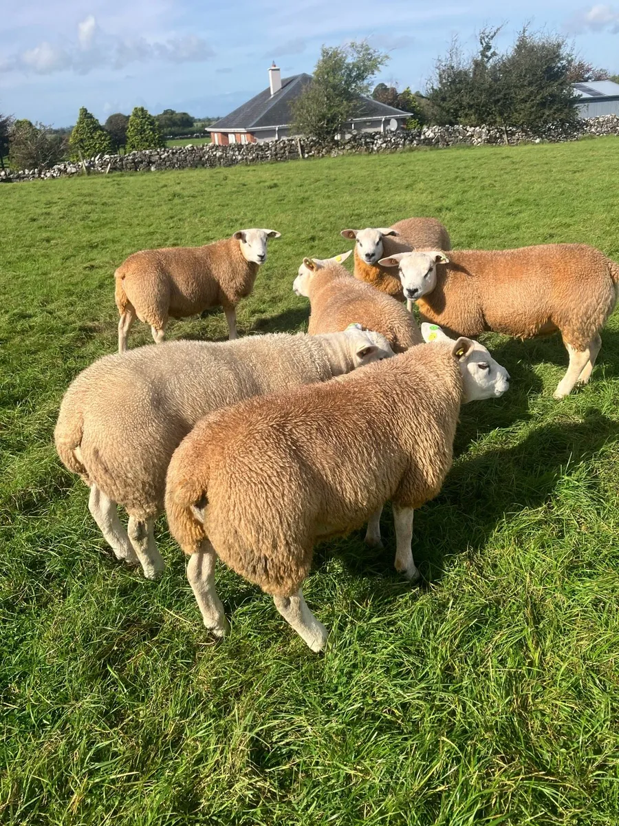 PBR Texel Rams - Image 3