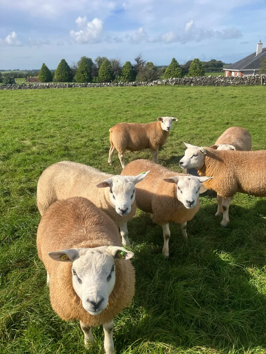 PBR Texel Rams - Image 2