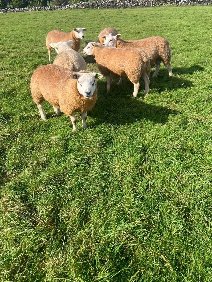 PBR Texel Rams - Image 4