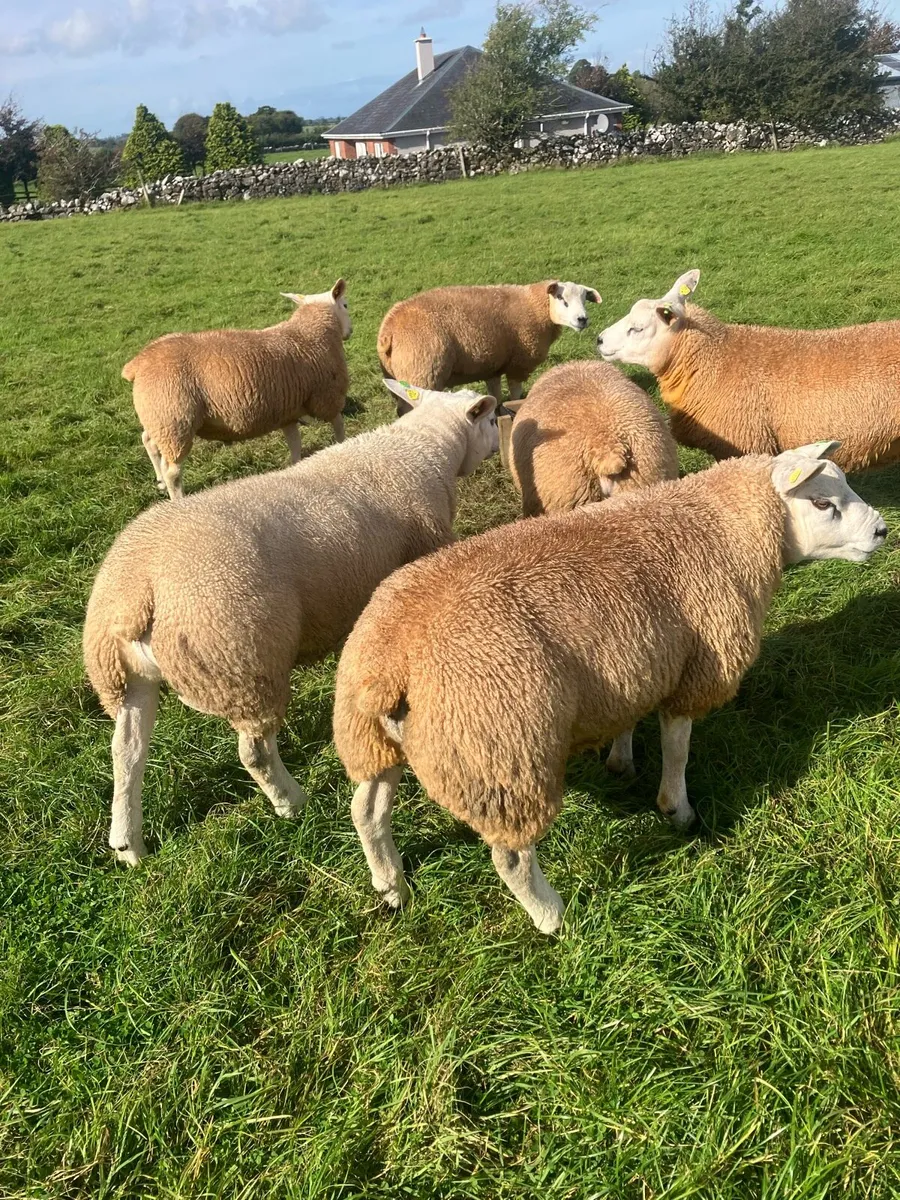 PBR Texel Rams - Image 1