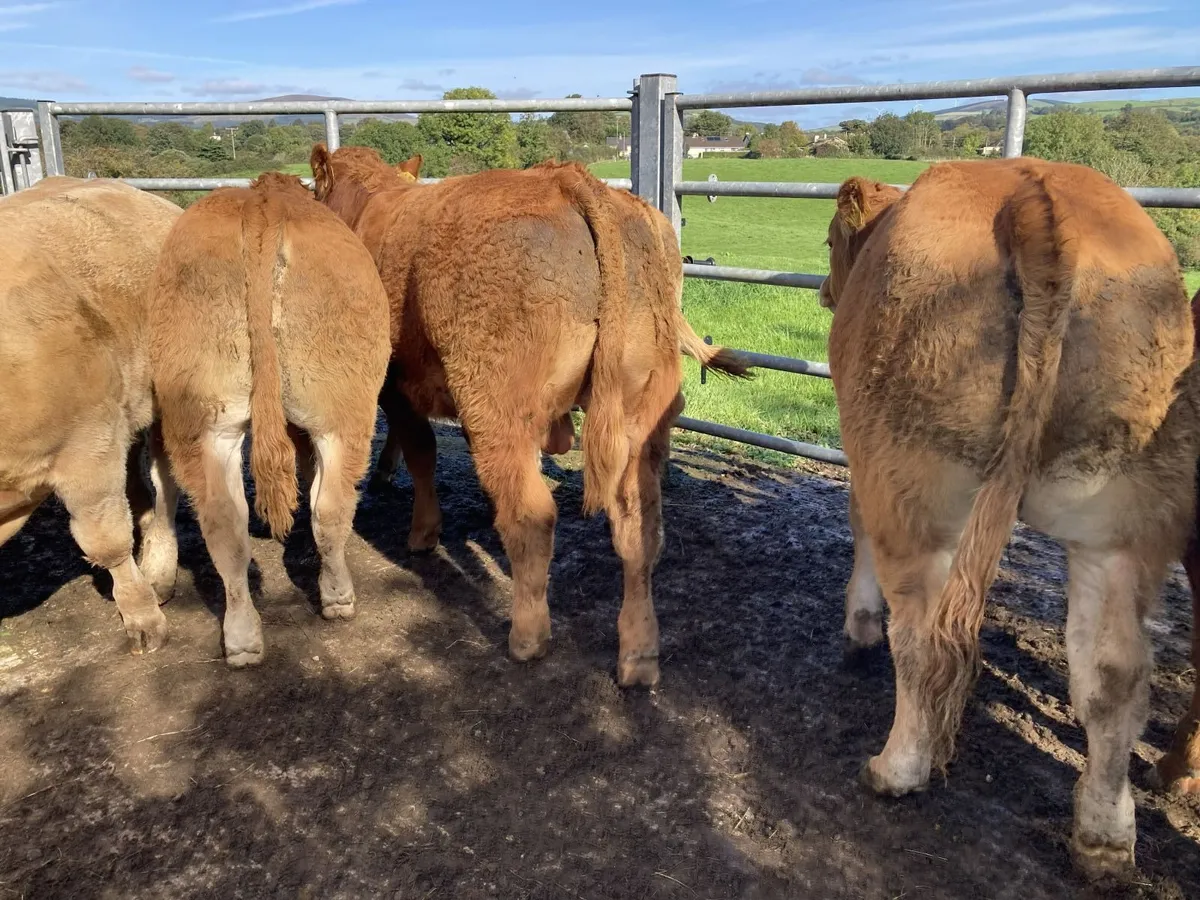 limousin bull weanlings - Image 2