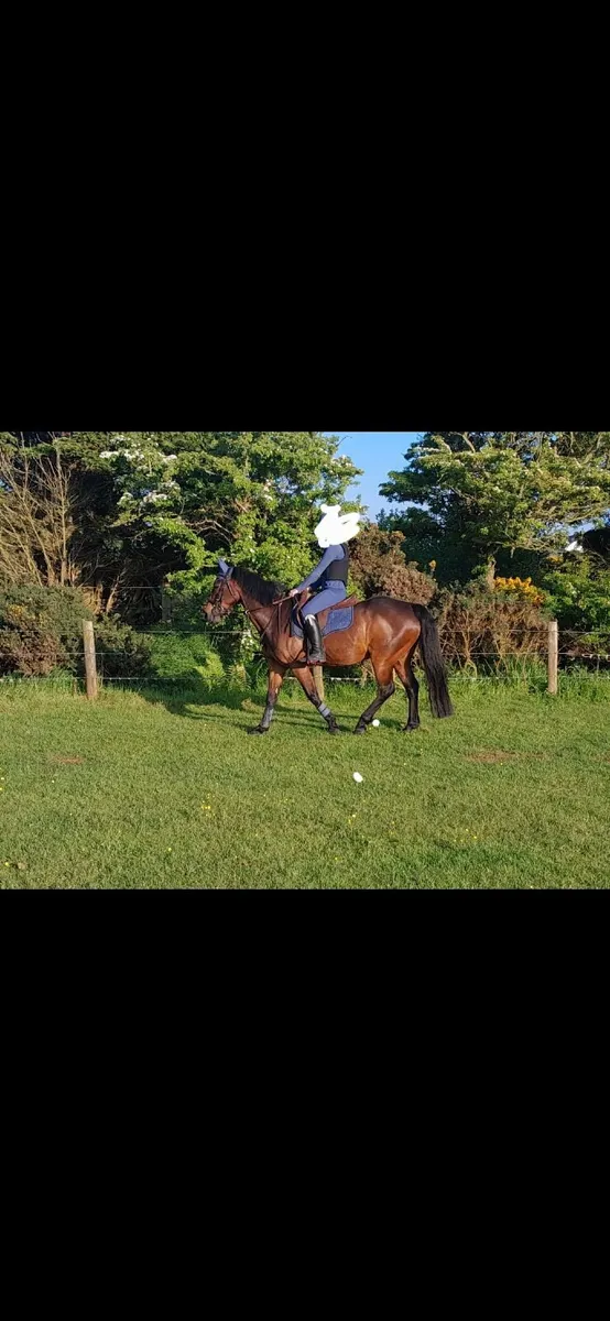 14.2h gelding - Image 4
