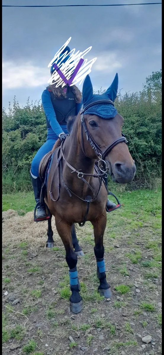 14.2h gelding - Image 1