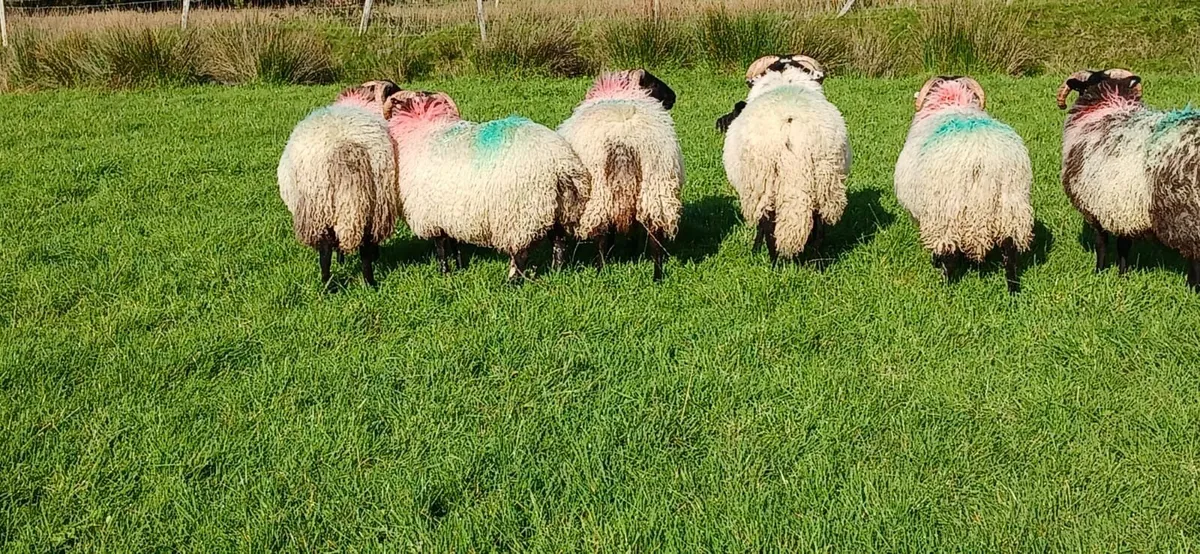 Mayo Blackface Ram Lambs - Image 3