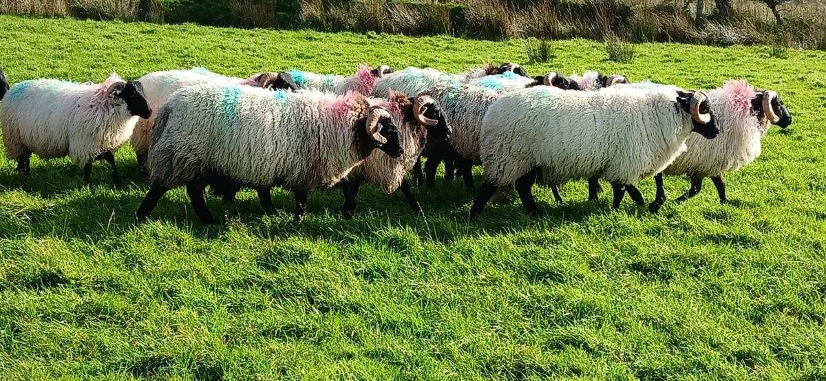 Mayo Blackface Ram Lambs - Image 4