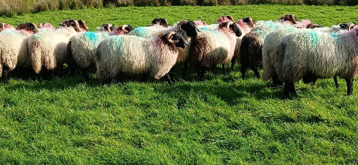 Mayo Blackface Ram Lambs - Image 1