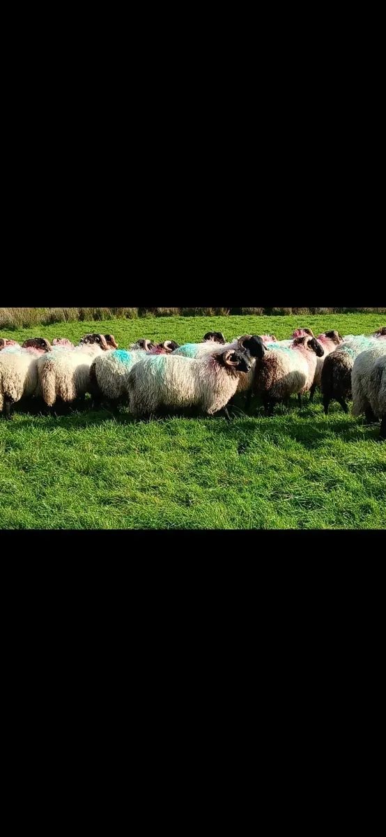 Mayo Blackface Ram Lambs - Image 2