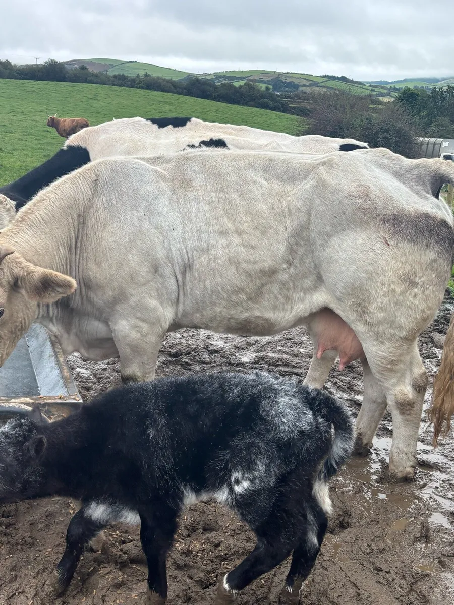 OUTSTANDING COW calved last night - Image 1