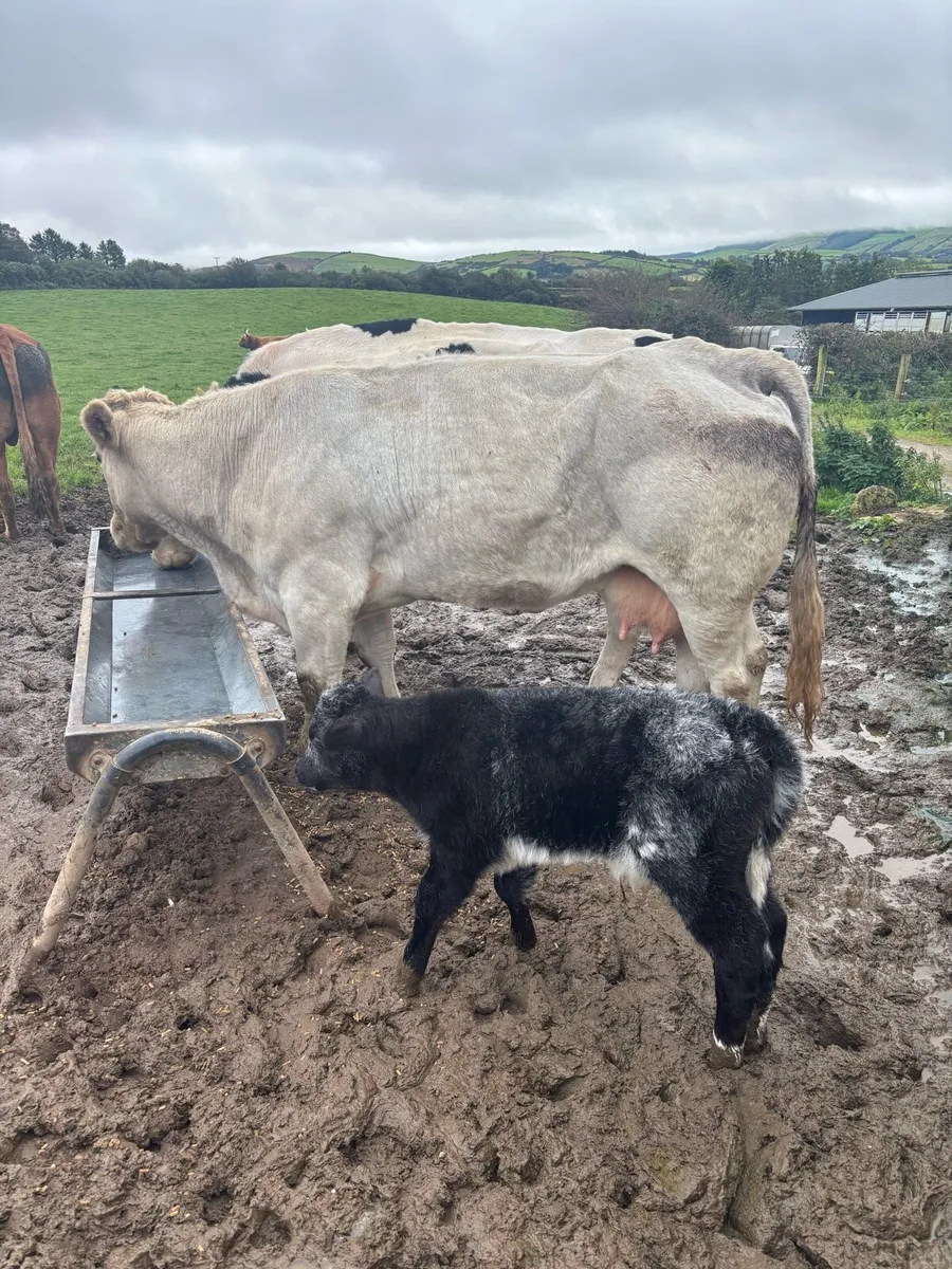 OUTSTANDING COW calved last night - Image 4