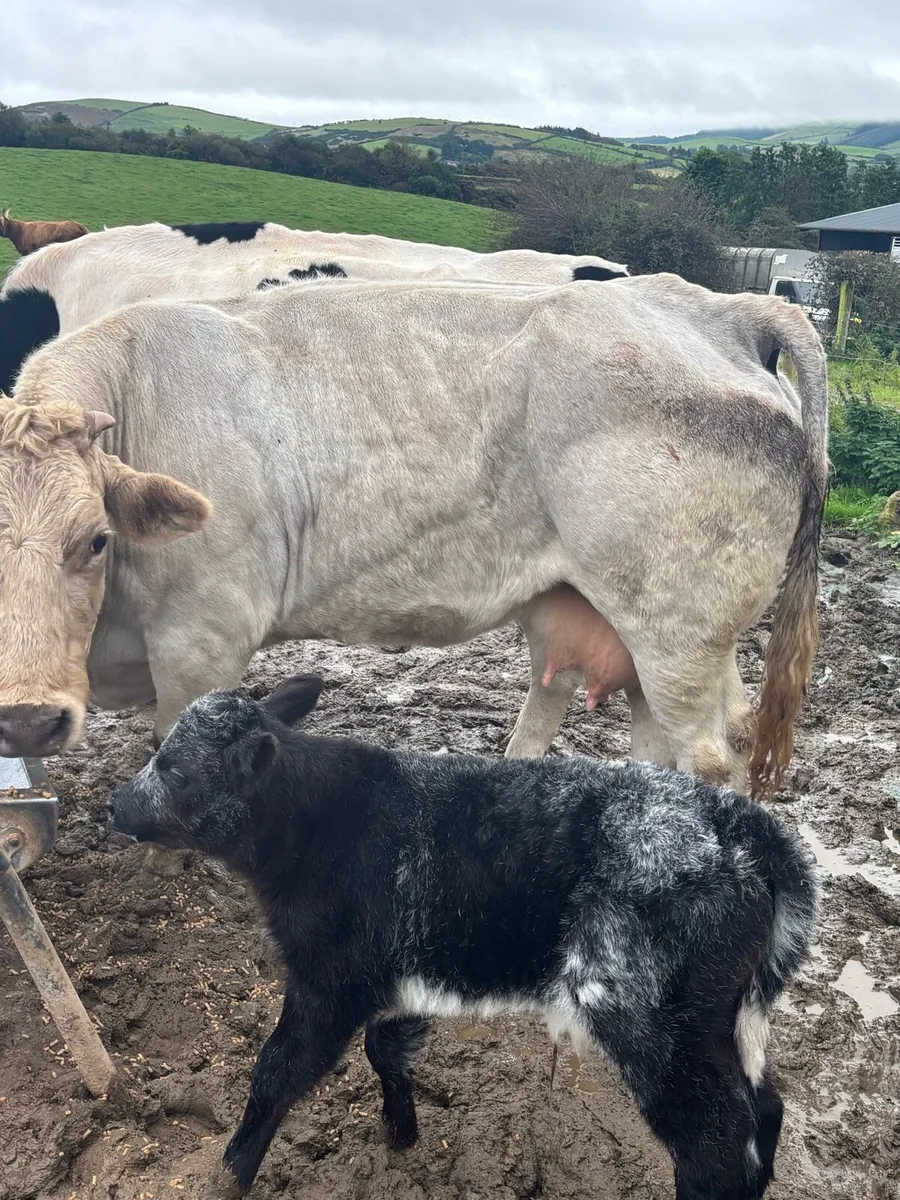OUTSTANDING COW calved last night - Image 2