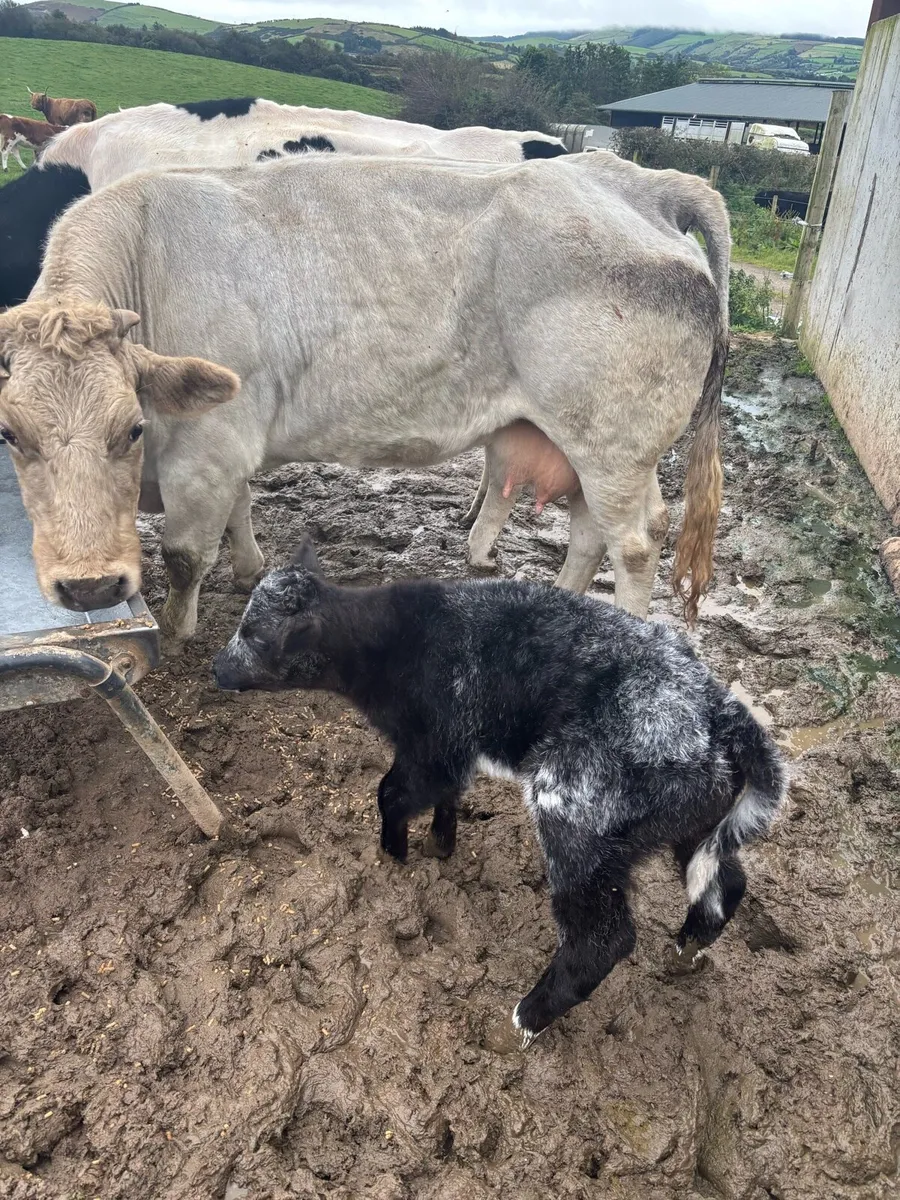 OUTSTANDING COW calved last night - Image 3
