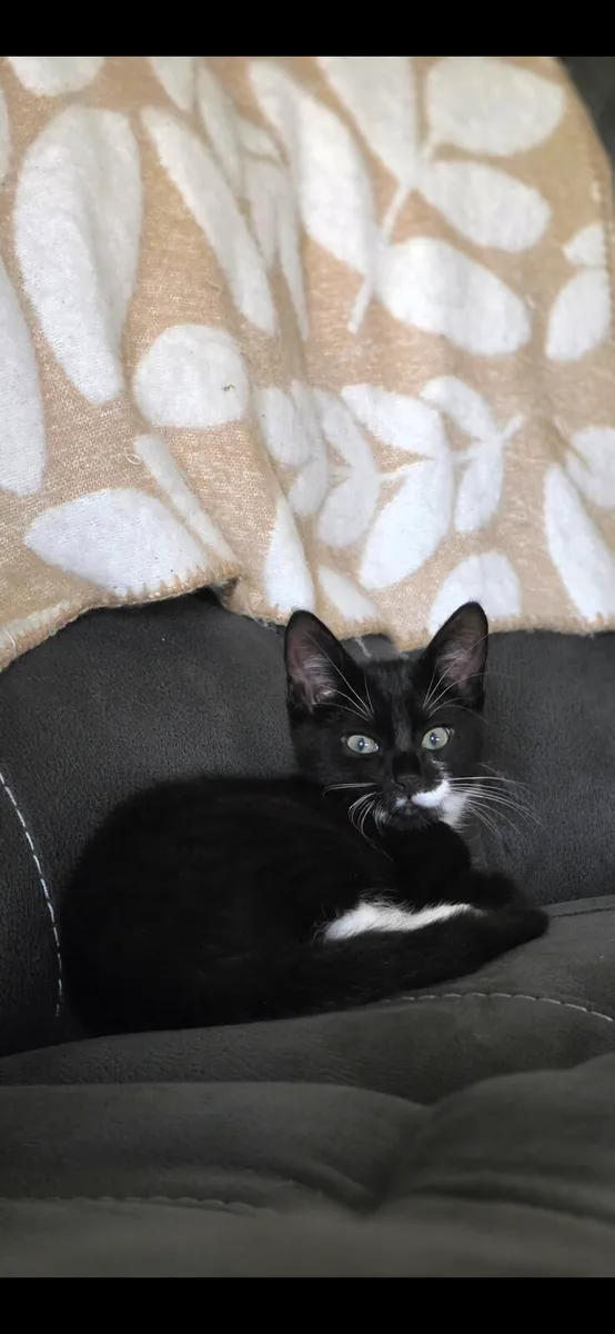 Tuxedo - Image 2