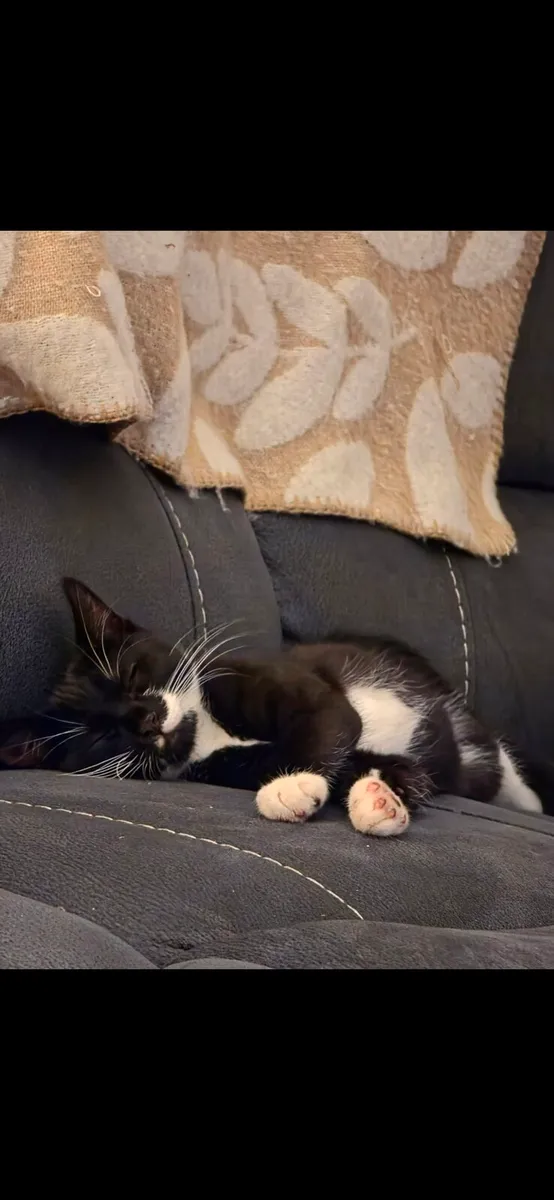 Tuxedo - Image 3
