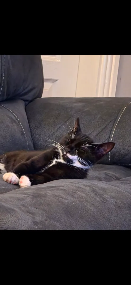 Tuxedo - Image 4