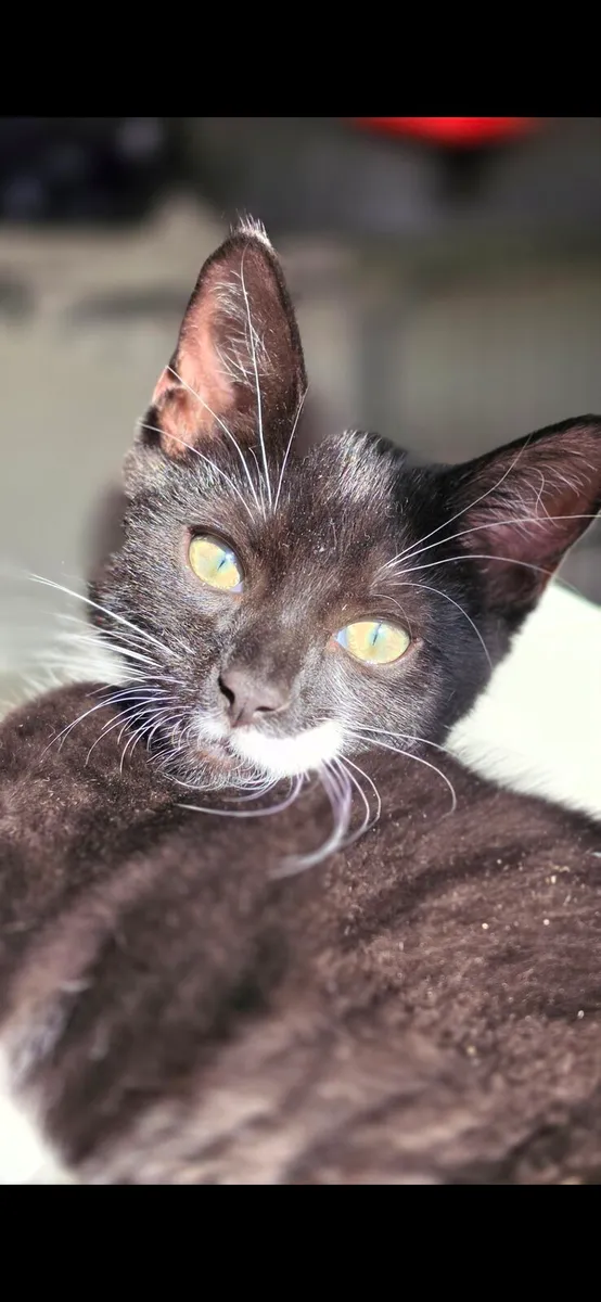Tuxedo - Image 1